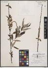 Foto von Salix bonplandiana Kunth